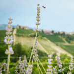 Rivetto Langhe Nascetta 2021 - Afbeelding 2