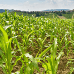 Rivetto Barolo del Comune di Serralunga 3 liter 2019 - Afbeelding 4