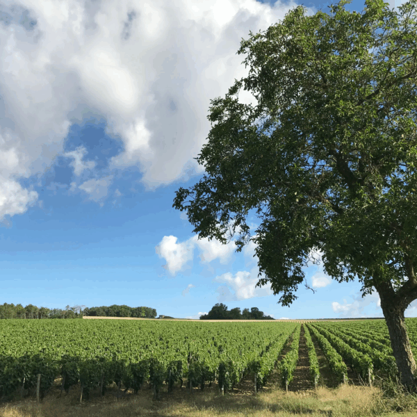 Chablis Quintessence Domaine Wengier 2022 - Afbeelding 2