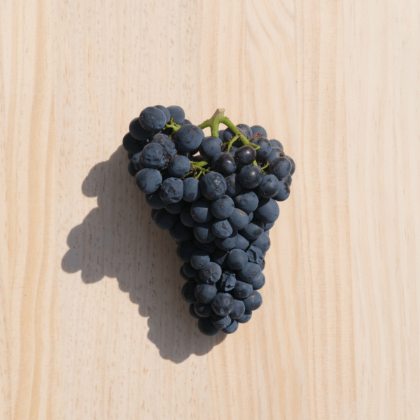 Chanzy Pinot Noir 'Les Fortunes' Bourgogne - Afbeelding 3