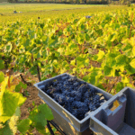 Chanzy Volnay 1er Cru 'Fremiets' 2022 - Afbeelding 2