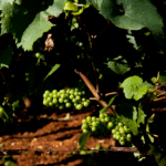 Chanzy 'Les Fortunés' Bourgogne Chardonnay 2023 - Afbeelding 3