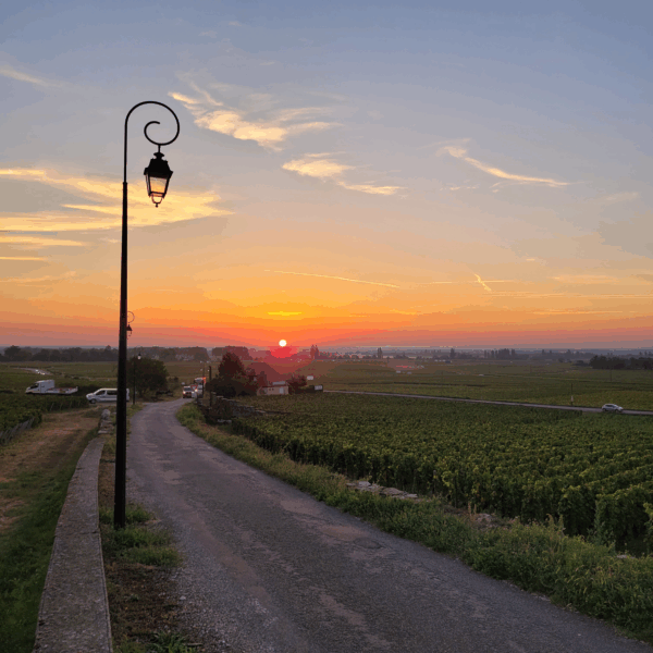 Chanzy Hautes Côtes de Beaune Rouge - Afbeelding 2