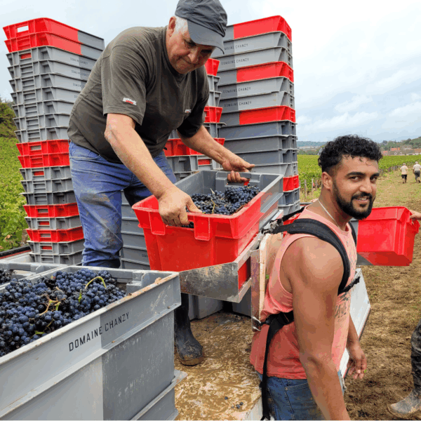 Chanzy Santenay 'Les Cornières' Rouge 2022 - Afbeelding 3