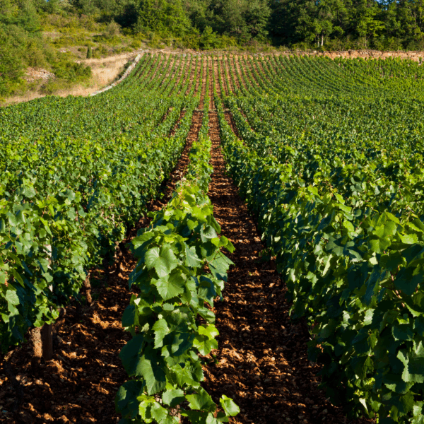 Chanzy Volnay 1er Cru 'Fremiets' 2022 - Afbeelding 3