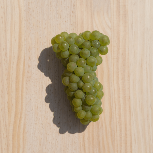 Chanzy Hautes Côtes de Beaune Blanc - Afbeelding 3