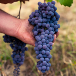 Mauro Molino Langhe DOC Nebbiolo - Afbeelding 4