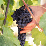 Mauro Molino Dolcetto Langhe DOC - Afbeelding 4
