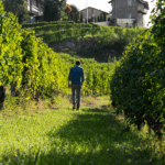 Mauro Molino Langhe Nebbiolo DOC - Afbeelding 4