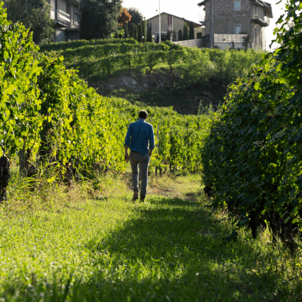Mauro Molino Langhe Nebbiolo DOC - Afbeelding 4