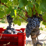 Mauro Molino Barbera d'Alba DOC - Afbeelding 3