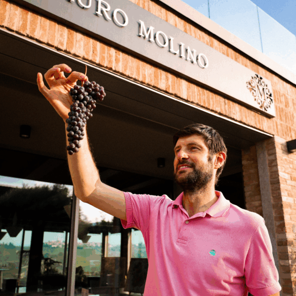 Mauro Molino Barbera d'Alba DOC - Afbeelding 2