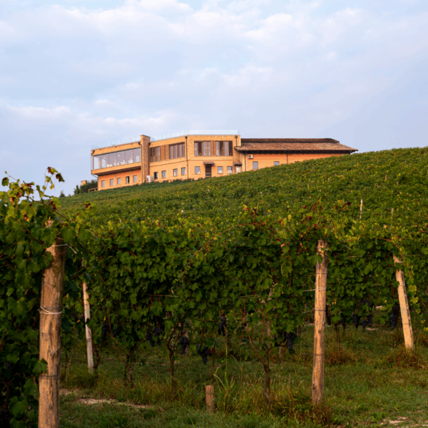 Mauro Molino Roero Arneis DOCG - Afbeelding 2