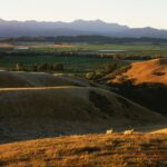 Insight Pinot Noir - Afbeelding 3