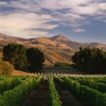 Insight Dry Riesling - Afbeelding 2