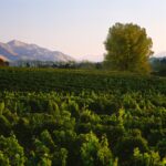 Insight Sauvignon Blanc - Afbeelding 2