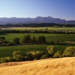 Insight Pinot Noir - Afbeelding 2