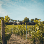 Ampelidae Cabernet Franc 'Montfaucon' - Afbeelding 4