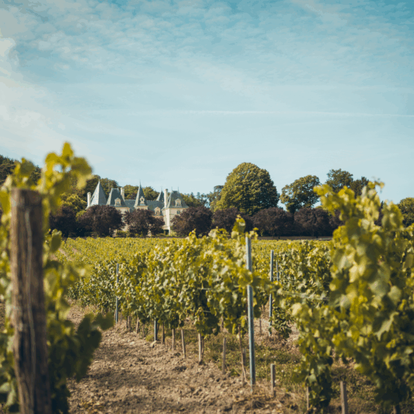 Ampelidae Cabernet Franc 'Montfaucon' - Afbeelding 4