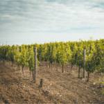 Ampelidae Sauvignon Gris 'La Fuye' - Afbeelding 4
