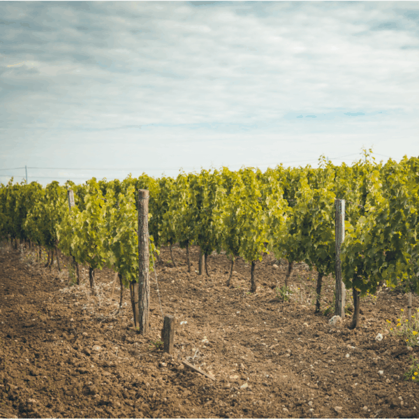 Ampelidae Sauvignon Gris 'La Fuye' - Afbeelding 4