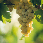 Ampelidae Sauvignon Gris 'La Fuye' - Afbeelding 3
