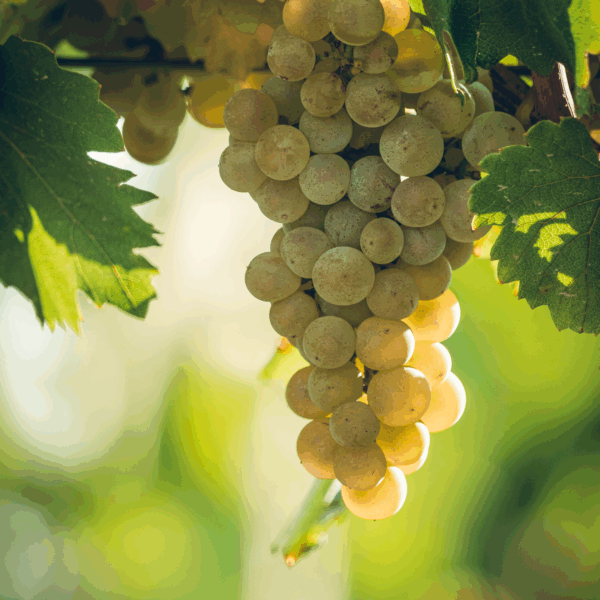 Ampelidae Sauvignon Gris 'La Fuye' - Afbeelding 3