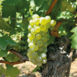 Goretti Chardonnay - Afbeelding 3