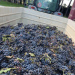 Goretti Montefalco Rosso DOC - Afbeelding 2