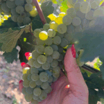 Goretti Pinot Grigio IGT - Afbeelding 2