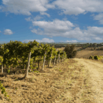 Goretti Grechetto - Afbeelding 3