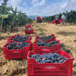 Goretti Montefalco Rosso DOC - Afbeelding 4