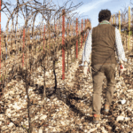VignaMadre Rosso Da Uve Appassite 'Old Vines' - Afbeelding 2