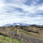 Nobu 1830 Pecorino - Afbeelding 4