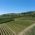 Mauro Molino Barbera d'Alba DOC - Afbeelding 2