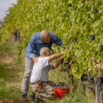 ColleMassari Rigoleto - Afbeelding 4