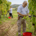 ColleMassari Riserva - Afbeelding 2