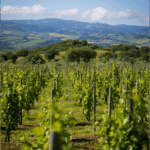 ColleMassari Melacce - Afbeelding 3