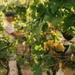 Grattamacco Bolgheri DOC Vermentino - Afbeelding 2