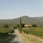 Grattamacco Bolgheri DOC Vermentino - Afbeelding 3