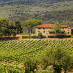 Grattamacco Bolgheri Superiore DOC - Afbeelding 4