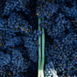Le Serre Nuove dell'Ornellaia - Afbeelding 4