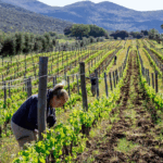 Ornellaia Bolgheri doc Superiore 375ml 2021 - Afbeelding 4