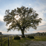 Ornellaia Bolgheri doc Superiore 375ml 2021 - Afbeelding 2
