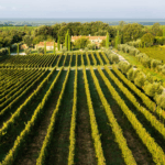 Ornellaia Bolgheri doc Superiore 375ml 2021 - Afbeelding 3