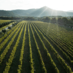 Le Serre Nuove dell'Ornellaia - Afbeelding 3