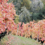 Rizieri Barolo DOCG Silio 2018 Magnum - Afbeelding 2