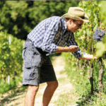 Rizieri Barolo DOCG Silio Riserva Magnum - Afbeelding 3