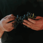 Viña Ijalba Rioja Crianza - Afbeelding 3