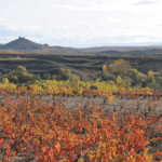 Viña Ijalba Maturana Blanca - Afbeelding 3